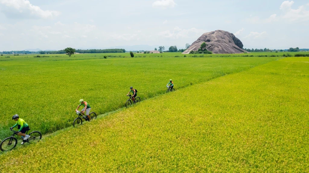 Traveler cycling along rice fields with water buffalo nearby.