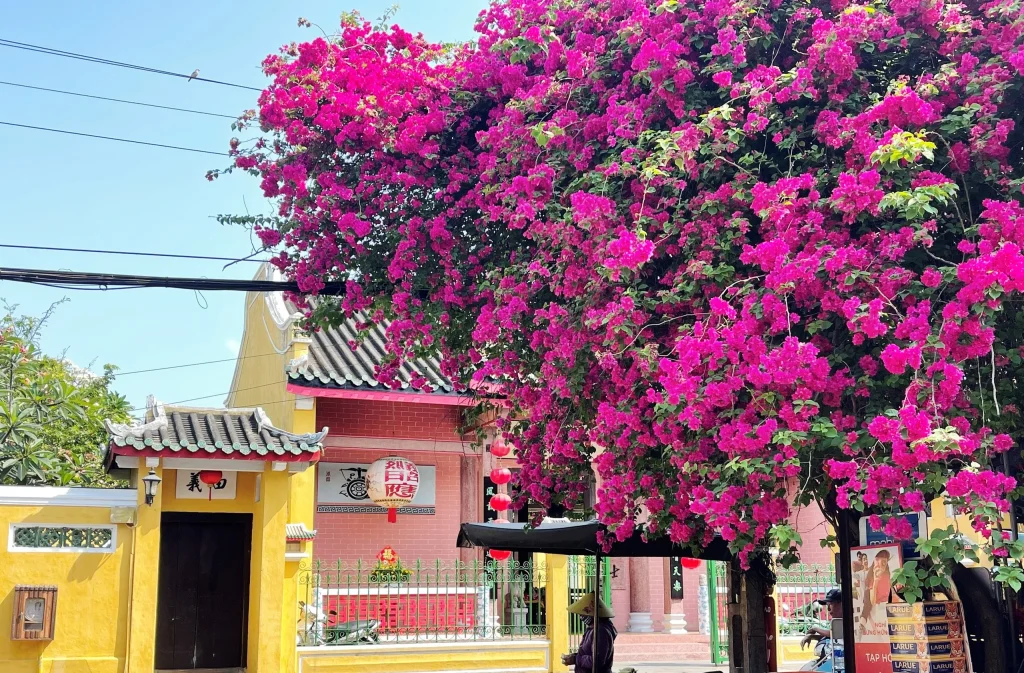 Bougainvillea-covered streets of Hoi An Ancient Town.