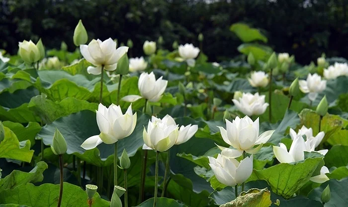 Tinh Tam Lake full of lotus flowers