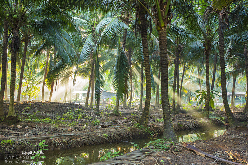 Sunrise photo in the coconut forest.