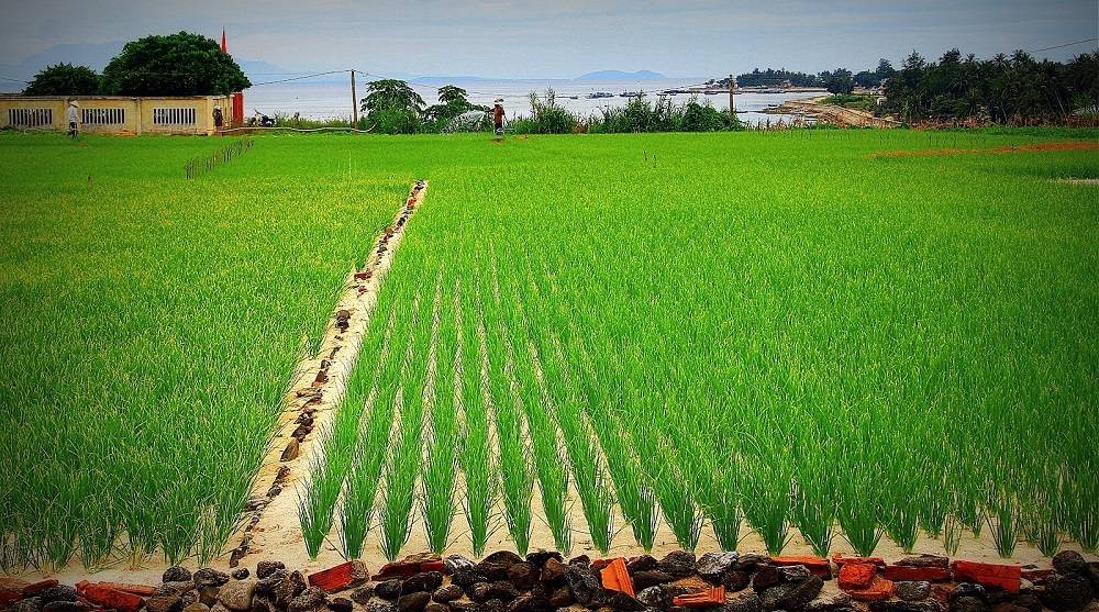 Beautiful garlic rows glowing under morning sunlight