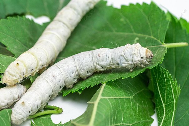 Silkworms feeding on mulberry leaves