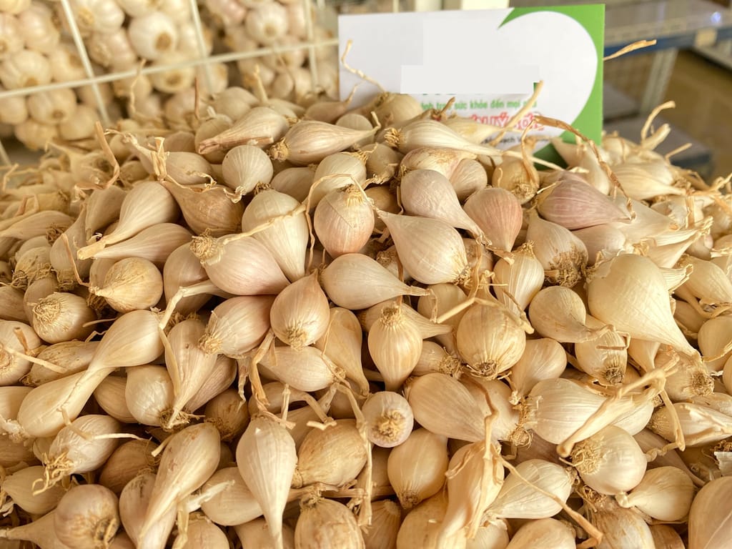 Close-up shot of multi-clove Ly Son garlic
