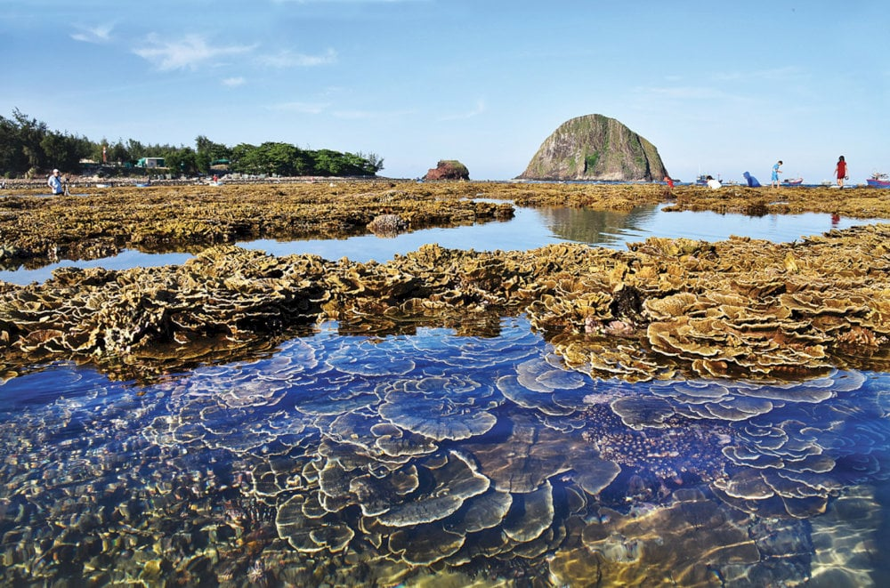 Coral reef exposed during low tide